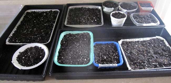 microgreens growing containers