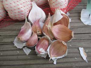Nootka Rose seed garlic