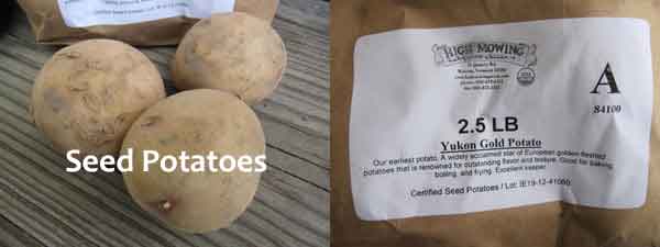 Yukon Gold seed potatoes