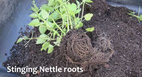 stinging nettle roots